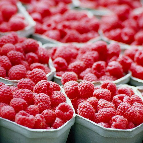 Red Bounty Raspberry